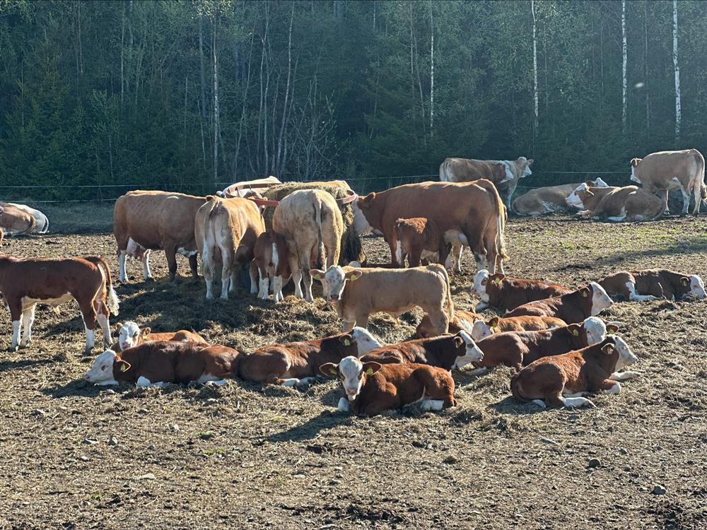 På bildet ser du barn ved Fagernes barnehage se på diverse utstyr på en gård - Klikk for stort bilde